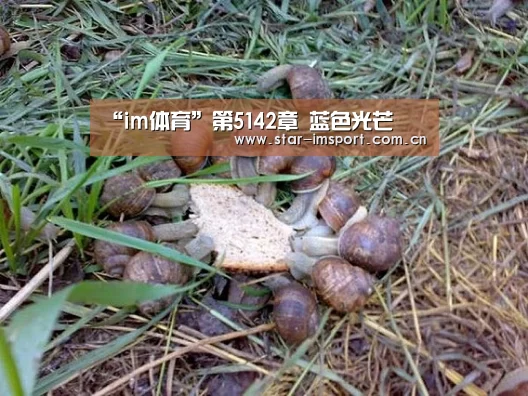 im体育